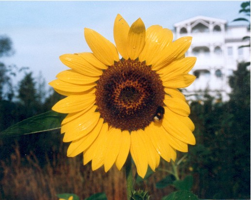 sonnenblume rugen